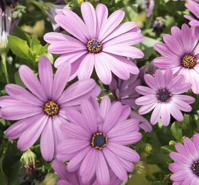 Dvoutvárka 'Margarita Lilac' - Osteospermum ecklonis 'Margarita Lilac'