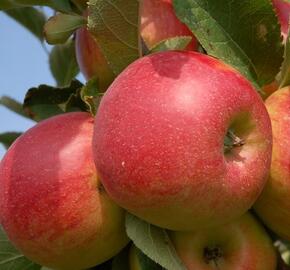 Jabloň zimní 'Šampion Reno II' - Malus domestica 'Šampion Reno II'