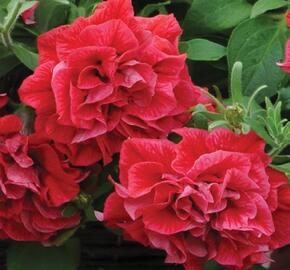 Petúnie 'Tumbelina Inga' - Petunia hybrida 'Tumbelina Inga'