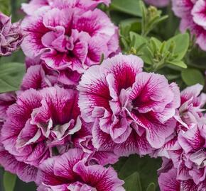 Petúnie 'Tumbelina Francesca' - Petunia hybrida 'Tumbelina Francesca'