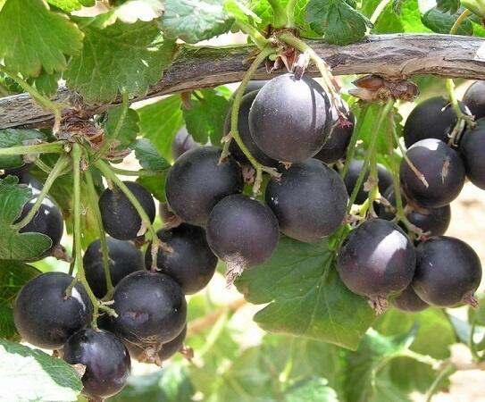 Josta 'Jostabes' - Ribes 'Jostabes'