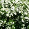 tavolnk niponsk Halward's Silver - Spiraea nipponica Halward's Silver