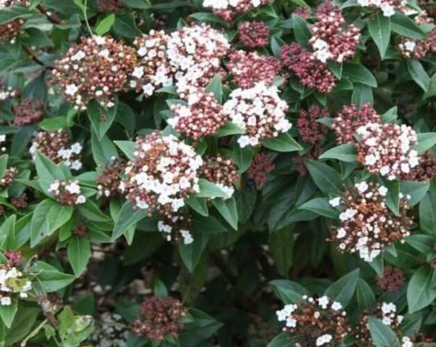 Kalina vavřínová 'Spirit' - Viburnum tinus 'Spirit'