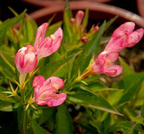 Vajgélie 'All Summer Peach' - Weigela 'All Summer Peach'