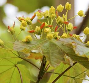 Javor mléč 'Emerald Queen' - Acer platanoides 'Emerald Queen'