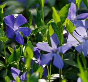 Barvínek menší 'Hawaii' - Vinca minor 'Hawaii'