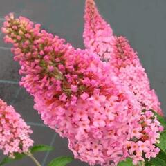 Motýlí keř, Komule Davidova 'Pink Panther' - Buddleja davidii 'Pink Panther'