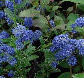 Latnatec 'Edinburgh' - Ceanothus 'Edinburgh'