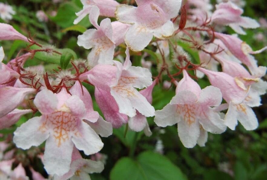 Kolkvície krásná 'Pink Cloud' - Kolkwitzia amabilis 'Rosea'