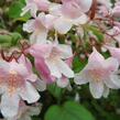 Kolkvície krásná 'Pink Cloud' - Kolkwitzia amabilis 'Rosea'