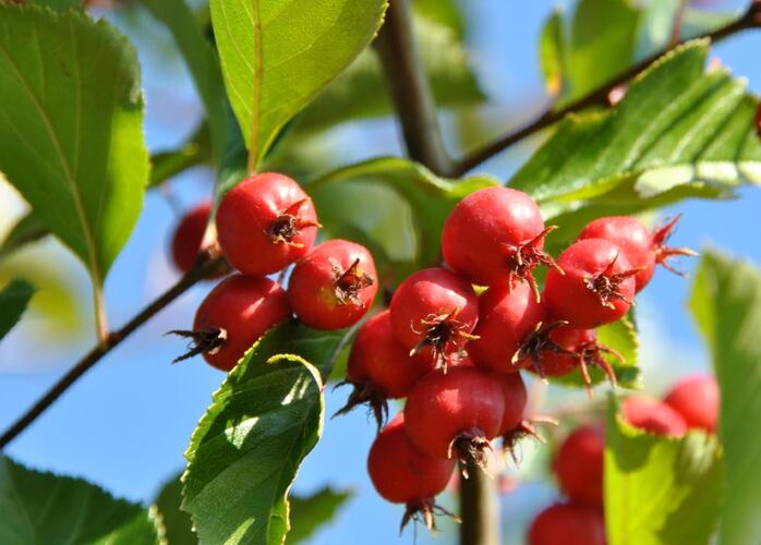 Hloh slívolistý - Crataegus persimilis