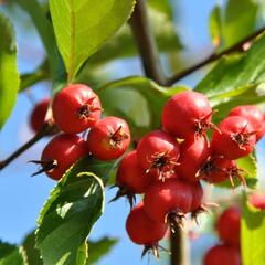 Hloh slívolistý - Crataegus persimilis