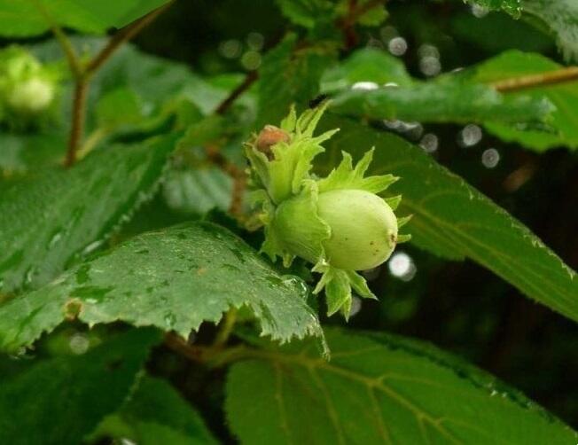 Líska obecná 'Webbs' - Corylus avellana 'Webbs'