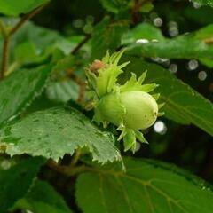 Líska obecná 'Webbs' - Corylus avellana 'Webbs'