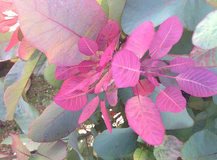 Ruj vlasatá 'Old Fashioned' - Cotinus coggygria 'Old Fashioned'