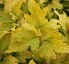 Tavola kalinolistá 'Anny's Gold' - Physocarpus opulifolius 'Anny's Gold'