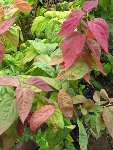 Tavolník japonský 'Macrophylla' - Spiraea japonica 'Macrophylla'