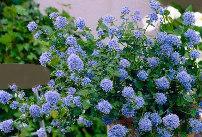 Latnatec 'Blue Saphire' - Ceanothus 'Blue Saphire'