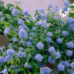 Latnatec 'Blue Saphire' - Ceanothus 'Blue Saphire'