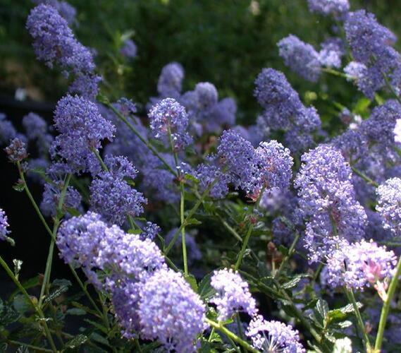 Latnatec 'Tilden Park' - Ceanothus 'Tilden Park'