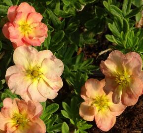 Mochna křovitá 'Bella Apple' - Potentilla fruticosa 'Bella Apple'