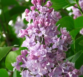 Šeřík obecný 'Pamiec Wawilowie' - Syringa vulgaris 'Pamiec Wawilowie'