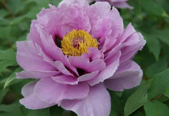 Pivoňka dřevitá 'Ling Hua Zhan Lu' - Paeonia suffruticosa 'Ling Hua Zhan Lu'