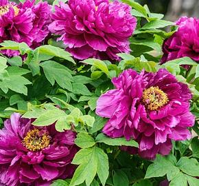 Pivoňka dřevitá 'Luo Yang Hong' - Paeonia suffruticosa 'Luo Yang Hong'