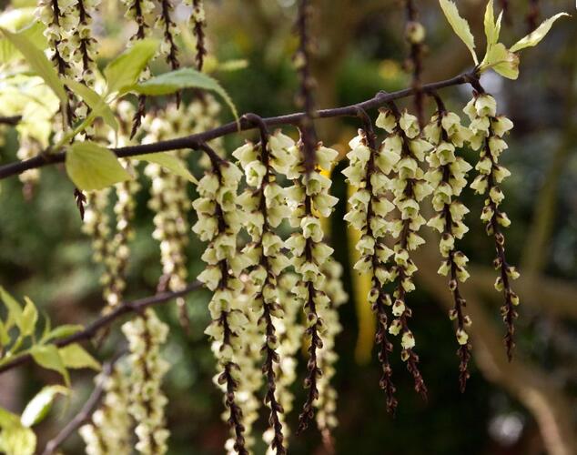 Ocasatec čínský 'Celina' - Stachyurus chinensis 'Celina'