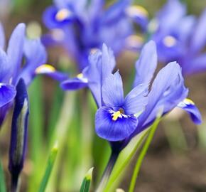 Kosatec síťkovaný - Iris reticulata