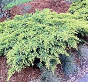 Jalovec prostřední 'Daub´s Frosted' - Juniperus chinensis 'Daub´s Frosted'