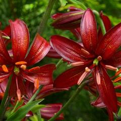 Lilie zlatohlavá 'Claude Shride' - Lilium martagon 'Claude Shride'