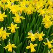 Narcis 'Tete a Tete' - Narcissus miscellaneous 'Tete a Tete'