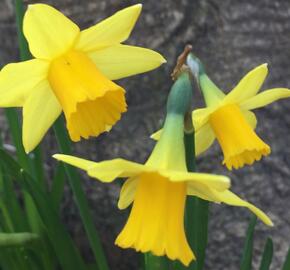 Narcis 'Tete a Tete' - Narcissus miscellaneous 'Tete a Tete'