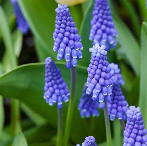 Modřenec širokolistý 'Superstar' - Muscari Botryoides 'Superstar'