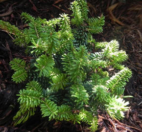 Jedle korejská 'Piccolo' - Abies koreana 'Piccolo'