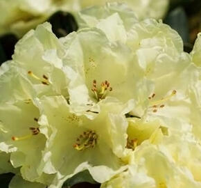 Pěnišník 'Marianne' - Rhododendron 'Marianne'