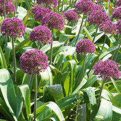 Česnek 'Ostara' - Allium 'Ostara'