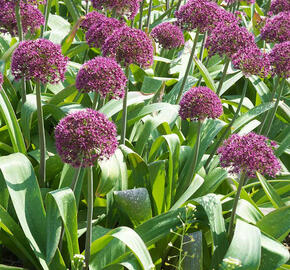 Česnek 'Ostara' - Allium 'Ostara'