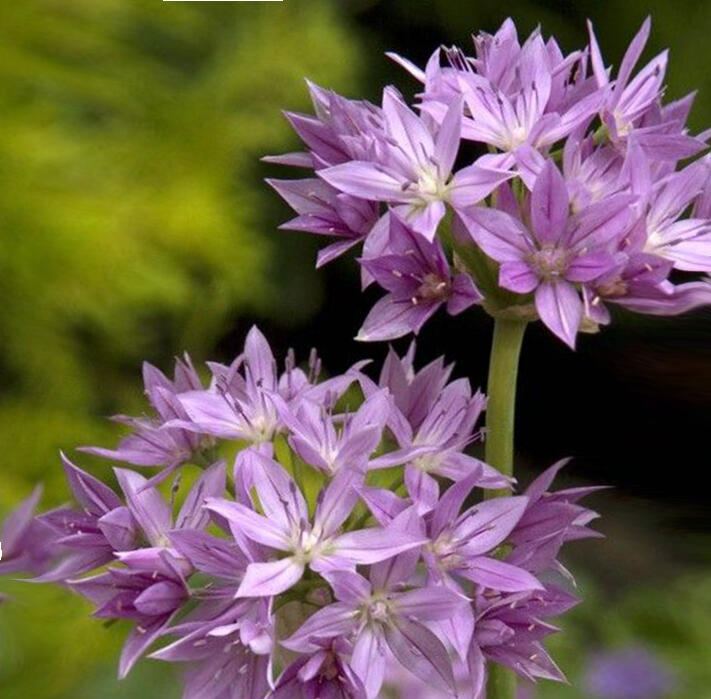 Česnek jednolistý 'Eros' - Allium unifolium 'Eros'