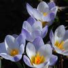 afrn zlat Blue Pearl - Crocus chrysanthus Blue Pearl