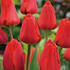 tulipan-darwin-hybrid-apeldoorn.jpg