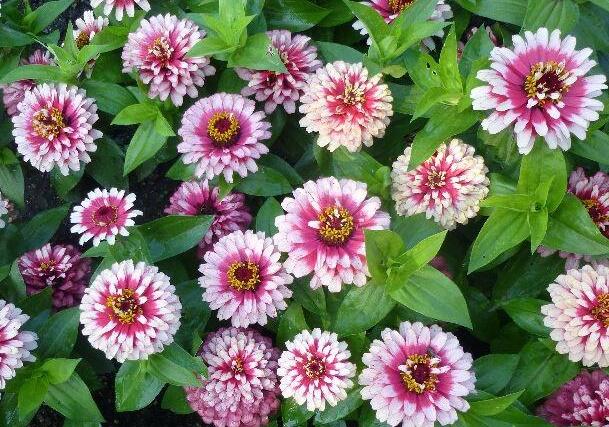 Ostálka sličná 'Radiant Cherry White' - Zinnia elegans 'Radiant Cherry White'