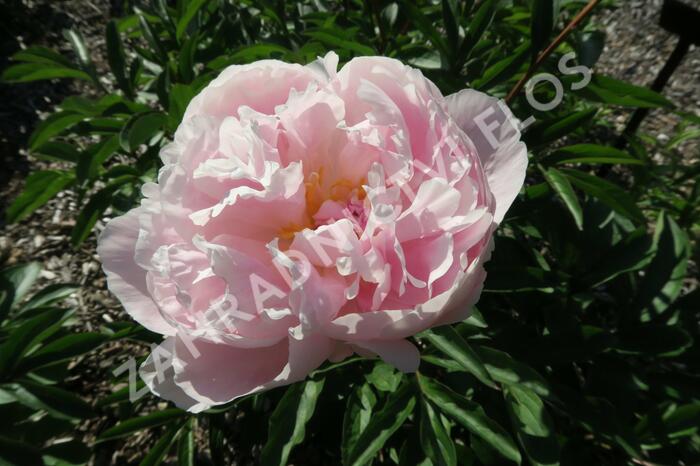 Pivoňka bělokvětá 'Königin Wilhelmina' - Paeonia lactiflora 'Königin Wilhelmina'