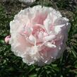 Pivoňka bělokvětá 'Königin Wilhelmina' - Paeonia lactiflora 'Königin Wilhelmina'