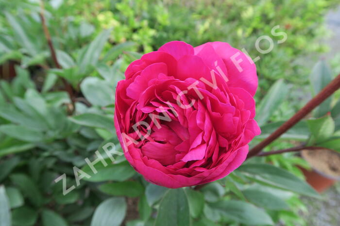 Pivoňka bělokvětá 'Karl Rosenfield' - Paeonia lactiflora 'Karl Rosenfield'