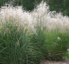 Ozdobnice čínská 'Herman Mussel' - Miscanthus sinensis 'Herman Mussel'