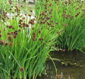 Sítina mečolistá - Juncus ensifolius