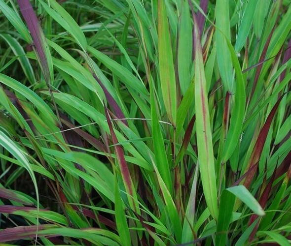 Rákosník japonský 'Beni-kaze' - Hakonechloa macra 'Beni-kaze'