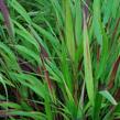 Rákosník japonský 'Beni-kaze' - Hakonechloa macra 'Beni-kaze'